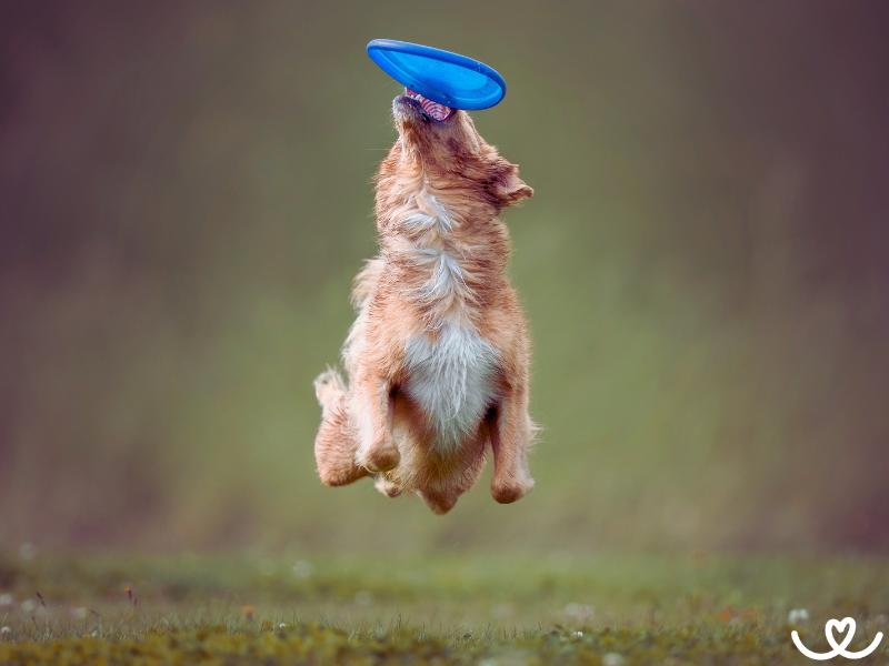 Dogfrisbee (1)